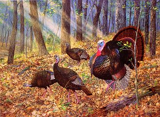 2002 Arkansas Wild Turkey Stamp Print