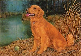 "Anticipation" - Golden Retriever by Randy McGovern