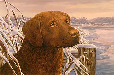 "Bay Buddy" - Chesapeake Bay Retriever by wildlife artist Randy McGovern