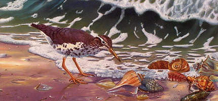 "Beach Bums" - Sandpiper by wildlife artist Randy McGovern