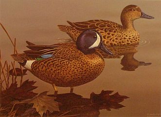 "Blue-winged Teal" - Waterfowl Series by wildlife artist Randy McGovern