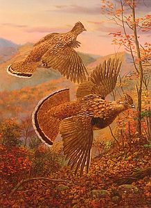 "Brown Bombers" - Ruffed Grouse by wildlife artist Randy McGovern