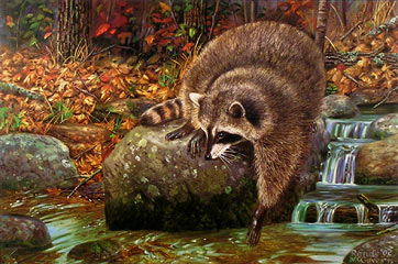 "Come Back Here" - Raccoon by wildlife artist Randy McGovern