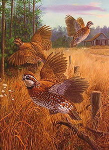 "Covey Rise" - Bobwhite Quail by artist Randy McGovern