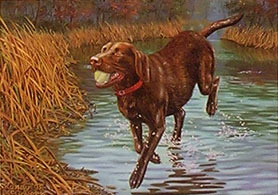 "Don't Make Me Stop" - Chocolate Lab by Randy McGovern