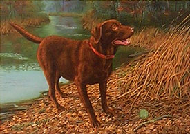 "Don't Make Me Wait" - Chocolate Lab by Randy McGovern