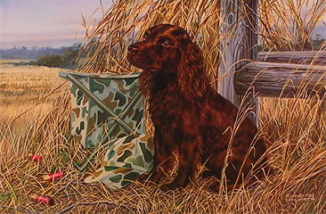 "Dove Dream" - Boykin Spaniel by wildlife artist Randy McGovern