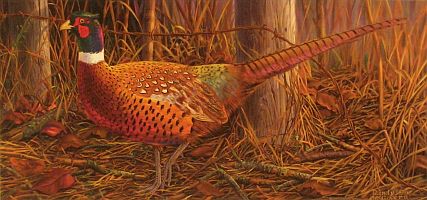 "Fence Walk" - Ringneck Pheasant by wildlife artist Randy McGovern