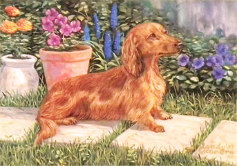 "Fluff & Flowers" - Red Dachshund by wildlife artist Randy McGovern