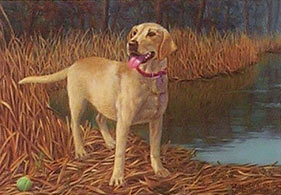 "Gaining Attention" - Yellow Lab print by Randy McGovern