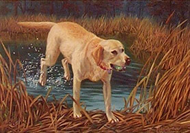 "Gaining Ground" - Yellow Lab art print by Randy McGovern