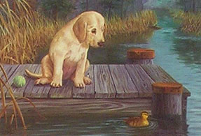 "Gaining Interest" - Yellow Lab art print by Randy McGovern