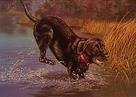 "Having A Ball" - Black Lab by Wildlife Artist Randy McGovern