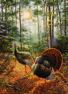 A male and female turkey walking a trail in the woods.