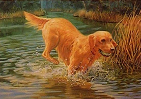 "Jubilation" - Golden Retriever by Randy McGovern