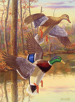 "Mallards at Dusk" - Mallard Ducks by Randy McGovern