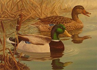 "Mallards" - Waterfowl Series by wildlife artist Randy McGovern