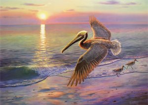 "Evening Traffic" Brown Pelican Print by wildlife artist Randy McGovern "Evening Traffic" Brown Pelican Print - Wildlife artist Randy McGovern