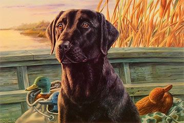 "Old Pro" - Black Labrador Retriever by artist Randy McGovern
