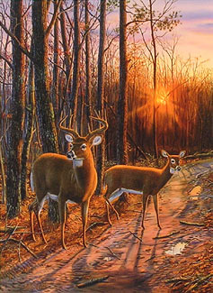 Two deer standing on a road cutting into the woods.