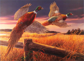 "Pheasants Over Grass" - Ringneck Pheasants by wildlife artist Randy McGovern
