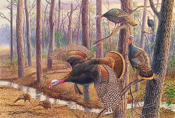 "Power And Privilege" - Wild Turkeys by artist Randy McGovern