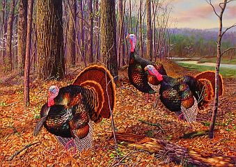 "Riding The Coattails" - Wild Turkeys by wildlife artist Randy McGovern