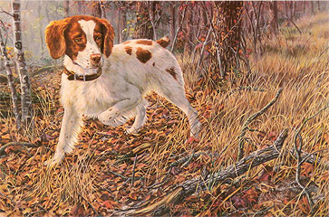 "Scent Savvy" - Brittany Spaniel by artist Randy McGovern