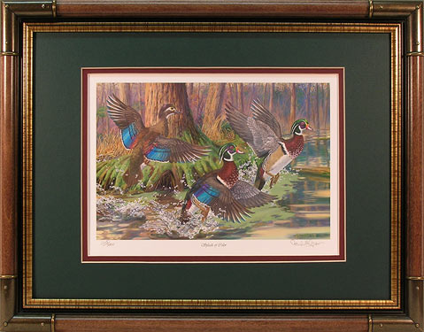 "Splash of Color" - Waterfowl Art print by Randy McGovern