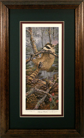 "Spring Clinging" - Raccoon by wildlife artist Randy McGovern
