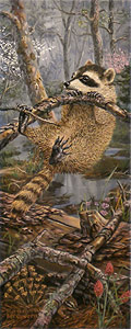 "Spring Clinging" - Raccoon by wildlife artist Randy McGovern