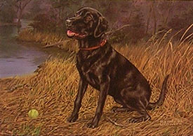 "Throw The Ball" - Black Lab by Wildlife Artist Randy McGovern