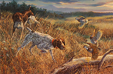 "Wake Up Call" - German Shorthair Pointer by artist Randy McGovern