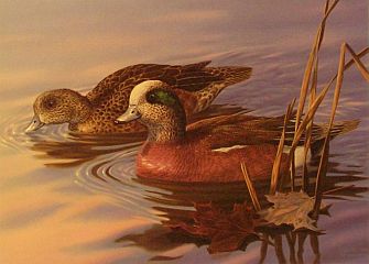 "Widgeon" - Waterfowl Series by wildlife artist Randy McGovern