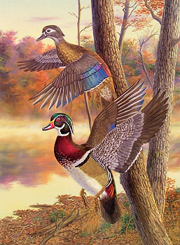 "Wood Ducks at Dawn" - Wood Ducks by Randy McGovern
