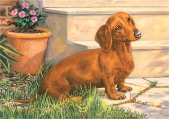 "You Don't Say?" - Red Dachshund by wildlife artist Randy McGovern