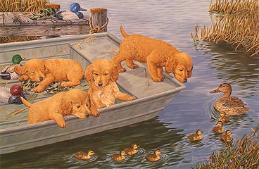 "Too Much Too Soon" - Golden Retrievers by McGovern
