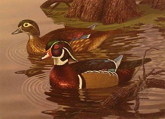 "Wood Ducks" - Waterfowl Series by wildlife artist Randy McGovern